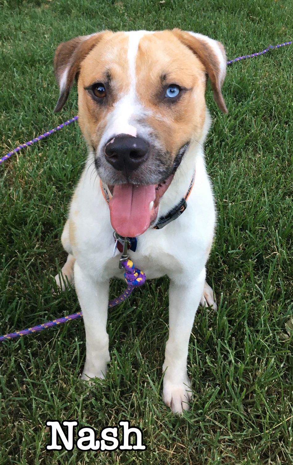 Nash